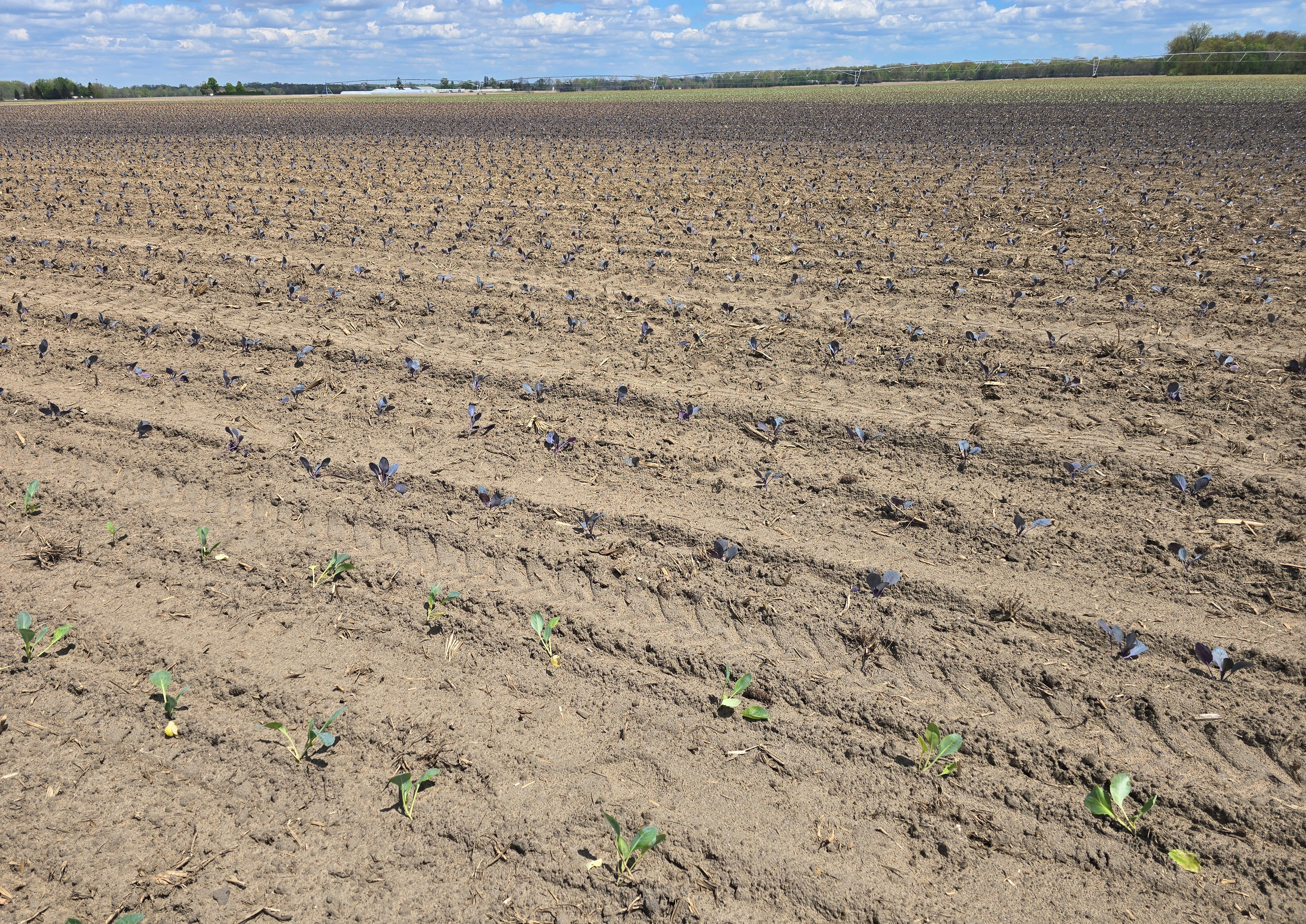 A field of green and red cabbage seedlings stretching to the horizon. 